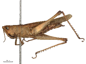  ( - CBG-B02551-B06)  @11 [ ] CreativeCommons - Attribution Share - Alike (2025) CBG Photography Group Centre for Biodiversity Genomics