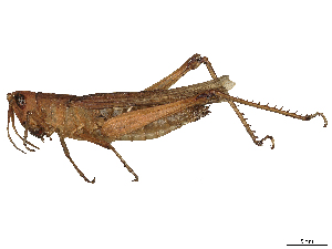  ( - CBG-B02551-B07)  @11 [ ] CreativeCommons - Attribution Share - Alike (2025) CBG Photography Group Centre for Biodiversity Genomics