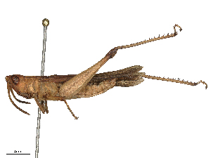  ( - CBG-B02551-B08)  @11 [ ] CreativeCommons - Attribution Share - Alike (2025) CBG Photography Group Centre for Biodiversity Genomics