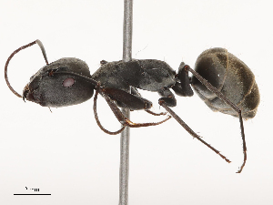  ( - CBG-B02551-C04)  @11 [ ] CreativeCommons - Attribution Share - Alike (2025) CBG Photography Group Centre for Biodiversity Genomics