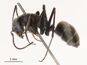  ( - CBG-B02551-C10)  @11 [ ] CreativeCommons - Attribution Share - Alike (2025) CBG Photography Group Centre for Biodiversity Genomics