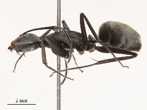  ( - CBG-B02551-D11)  @11 [ ] CreativeCommons - Attribution Share - Alike (2025) CBG Photography Group Centre for Biodiversity Genomics