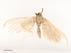  ( - CBG-B02551-F04)  @11 [ ] CreativeCommons - Attribution Share - Alike (2025) CBG Photography Group Centre for Biodiversity Genomics