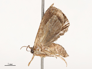  (Ophiorrhabda harmonica - CBG-B02551-F11)  @11 [ ] CreativeCommons - Attribution Share - Alike (2025) CBG Photography Group Centre for Biodiversity Genomics