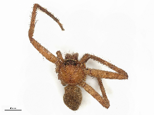  ( - CBG-B02551-H06)  @11 [ ] CreativeCommons - Attribution Share - Alike (2025) CBG Photography Group Centre for Biodiversity Genomics