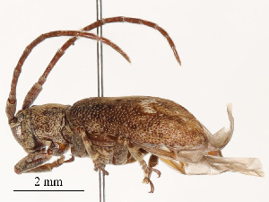  ( - CBG-B02556-A08)  @11 [ ] CreativeCommons - Attribution Share - Alike (2025) CBG Photography Group Centre for Biodiversity Genomics