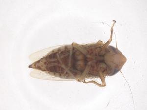  (Doratulina - CBG-B02578-A09)  @11 [ ] CreativeCommons - Attribution Share - Alike (2025) Centre for Biodiversity Genomics Centre for Biodiversity Genomics