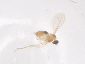  ( - CBG-B02578-B10)  @11 [ ] CreativeCommons - Attribution Share - Alike (2025) Centre for Biodiversity Genomics Centre for Biodiversity Genomics