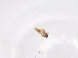  ( - CBG-B02578-D09)  @11 [ ] CreativeCommons - Attribution Share - Alike (2025) Centre for Biodiversity Genomics Centre for Biodiversity Genomics