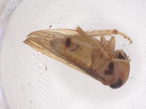  ( - CBG-B02579-F05)  @11 [ ] CreativeCommons - Attribution Share - Alike (2025) Centre for Biodiversity Genomics Centre for Biodiversity Genomics