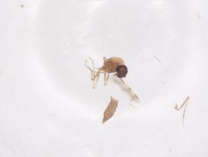  ( - CBG-B02579-F10)  @11 [ ] CreativeCommons - Attribution Share - Alike (2025) Centre for Biodiversity Genomics Centre for Biodiversity Genomics