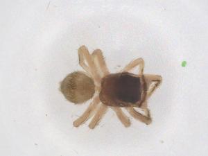  ( - CBG-B02581-C08)  @11 [ ] CreativeCommons - Attribution Share - Alike (2025) Centre for Biodiversity Genomics Centre for Biodiversity Genomics