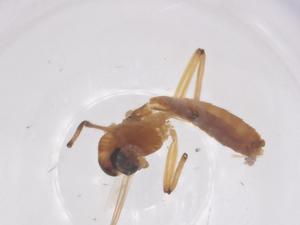  ( - CBG-B02787-B03)  @11 [ ] CreativeCommons - Attribution Share - Alike (2025) Centre for Biodiversity Genomics Centre for Biodiversity Genomics