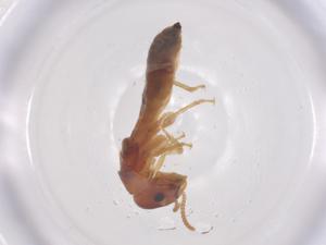  ( - CBG-B02787-B06)  @11 [ ] CreativeCommons - Attribution Share - Alike (2025) Centre for Biodiversity Genomics Centre for Biodiversity Genomics