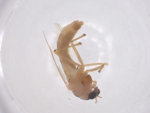  ( - CBG-B02787-E09)  @11 [ ] CreativeCommons - Attribution Share - Alike (2025) Centre for Biodiversity Genomics Centre for Biodiversity Genomics