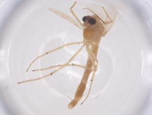  ( - CBG-B02787-F03)  @11 [ ] CreativeCommons - Attribution Share - Alike (2025) Centre for Biodiversity Genomics Centre for Biodiversity Genomics