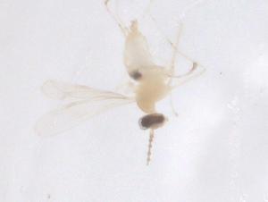  ( - CBG-B02787-G06)  @11 [ ] CreativeCommons - Attribution Share - Alike (2025) Centre for Biodiversity Genomics Centre for Biodiversity Genomics