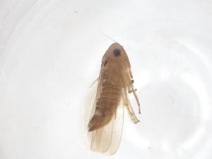  ( - CBG-B02788-H05)  @11 [ ] CreativeCommons - Attribution Share - Alike (2025) Centre for Biodiversity Genomics Centre for Biodiversity Genomics