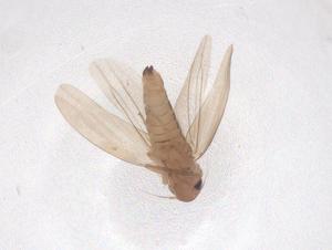  ( - CBG-B02789-D06)  @11 [ ] CreativeCommons - Attribution Share - Alike (2025) Centre for Biodiversity Genomics Centre for Biodiversity Genomics