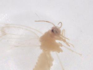  ( - CBG-B02790-B07)  @11 [ ] CreativeCommons - Attribution Share - Alike (2025) Centre for Biodiversity Genomics Centre for Biodiversity Genomics