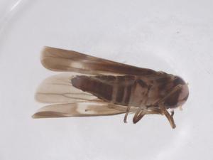  ( - CBG-B02790-C04)  @11 [ ] CreativeCommons - Attribution Share - Alike (2025) Centre for Biodiversity Genomics Centre for Biodiversity Genomics