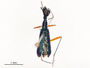  ( - CBG-B03173-G03)  @11 [ ] CreativeCommons - Attribution Share - Alike (2025) CBG Photography Group Centre for Biodiversity Genomics