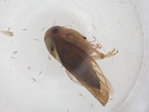  ( - CBG-B03179-A05)  @11 [ ] CreativeCommons - Attribution Share - Alike (2025) Centre for Biodiversity Genomics Centre for Biodiversity Genomics