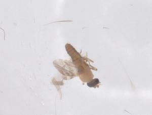  ( - CBG-B03183-E07)  @11 [ ] CreativeCommons - Attribution Share - Alike (2025) Centre for Biodiversity Genomics Centre for Biodiversity Genomics