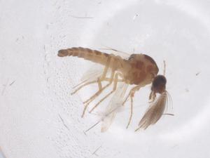  ( - CBG-B03183-G10)  @11 [ ] CreativeCommons - Attribution Share - Alike (2025) Centre for Biodiversity Genomics Centre for Biodiversity Genomics