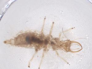  ( - CBG-B04460-C10)  @11 [ ] CreativeCommons - Attribution Share - Alike (2025) Centre for Biodiversity Genomics Centre for Biodiversity Genomics