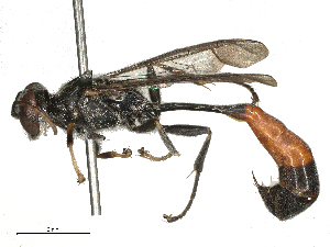  ( - CBG-B04684-G05)  @11 [ ] CreativeCommons - Attribution Share - Alike (2025) CBG Photography Group Centre for Biodiversity Genomics