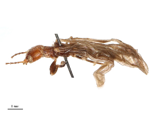  ( - CBG-B04684-H07)  @11 [ ] CreativeCommons - Attribution Share - Alike (2025) CBG Photography Group Centre for Biodiversity Genomics