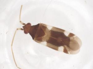  ( - CBG-B04690-A03)  @11 [ ] CreativeCommons - Attribution Share - Alike (2025) Centre for Biodiversity Genomics Centre for Biodiversity Genomics