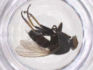  ( - CBG-B04690-H11)  @11 [ ] CreativeCommons - Attribution Share - Alike (2025) Centre for Biodiversity Genomics Centre for Biodiversity Genomics