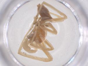  ( - CBG-B05194-F06)  @11 [ ] CreativeCommons - Attribution Share - Alike (2025) Centre for Biodiversity Genomics Centre for Biodiversity Genomics