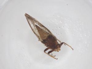  ( - CBG-B05195-C04)  @11 [ ] CreativeCommons - Attribution Share - Alike (2025) Centre for Biodiversity Genomics Centre for Biodiversity Genomics