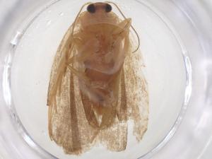  ( - CBG-B05195-G01)  @11 [ ] CreativeCommons - Attribution Share - Alike (2025) Centre for Biodiversity Genomics Centre for Biodiversity Genomics