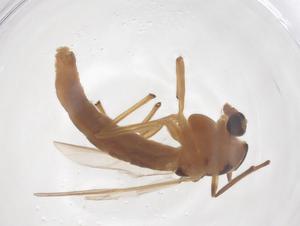  ( - CBG-B05195-H07)  @11 [ ] CreativeCommons - Attribution Share - Alike (2025) Centre for Biodiversity Genomics Centre for Biodiversity Genomics