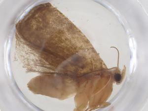  ( - CBG-B23656-B04)  @11 [ ] CreativeCommons - Attribution Share - Alike (2025) Centre for Biodiversity Genomics Centre for Biodiversity Genomics