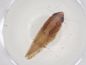  ( - CBG-B23656-B05)  @11 [ ] CreativeCommons - Attribution Share - Alike (2025) Centre for Biodiversity Genomics Centre for Biodiversity Genomics