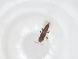  (Haplothrips ceylonicus - CBG-B23656-C03)  @11 [ ] CreativeCommons - Attribution Share - Alike (2025) Centre for Biodiversity Genomics Centre for Biodiversity Genomics