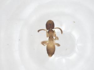  ( - CBG-B23656-G05)  @11 [ ] CreativeCommons - Attribution Share - Alike (2025) Centre for Biodiversity Genomics Centre for Biodiversity Genomics