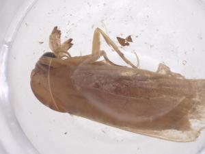  ( - CBG-B23657-C01)  @11 [ ] CreativeCommons - Attribution Share - Alike (2025) Centre for Biodiversity Genomics Centre for Biodiversity Genomics