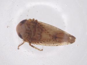  ( - CBG-B23657-G07)  @11 [ ] CreativeCommons - Attribution Share - Alike (2025) Centre for Biodiversity Genomics Centre for Biodiversity Genomics