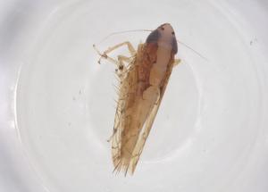  ( - CBG-B23658-E09)  @11 [ ] CreativeCommons - Attribution Share - Alike (2025) Centre for Biodiversity Genomics Centre for Biodiversity Genomics