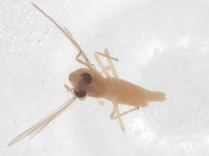  ( - CBG-B23658-G11)  @11 [ ] CreativeCommons - Attribution Share - Alike (2025) Centre for Biodiversity Genomics Centre for Biodiversity Genomics