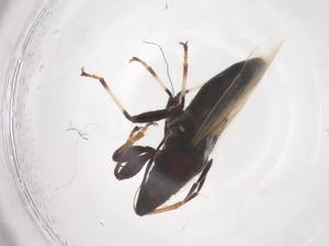  ( - CBG-B23701-H07)  @11 [ ] CreativeCommons - Attribution Share - Alike (2025) Centre for Biodiversity Genomics Centre for Biodiversity Genomics