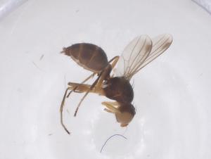  ( - CBG-B23724-E03)  @11 [ ] CreativeCommons - Attribution Share - Alike (2025) Centre for Biodiversity Genomics Centre for Biodiversity Genomics