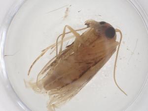  ( - CBG-B23725-A05)  @11 [ ] CreativeCommons - Attribution Share - Alike (2025) Centre for Biodiversity Genomics Centre for Biodiversity Genomics