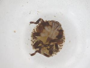  ( - CBG-B23725-D02)  @11 [ ] CreativeCommons - Attribution Share - Alike (2025) Centre for Biodiversity Genomics Centre for Biodiversity Genomics